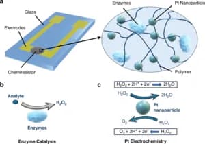 Breakthrough Biosensor Simplifies Kidney Health Monitoring: Detects Creatinine in Seconds
